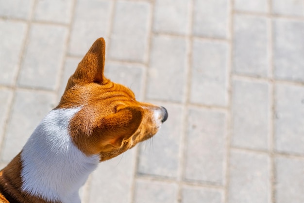 Rode kop van een Basenji-hond Bovenaanzicht met kopieerruimte