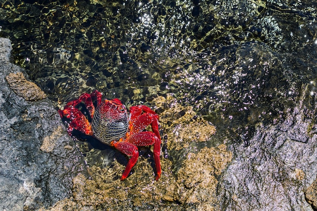 Rode krab op de rots met de zee rond