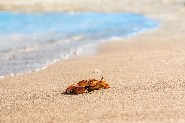 Rode krab op het strand