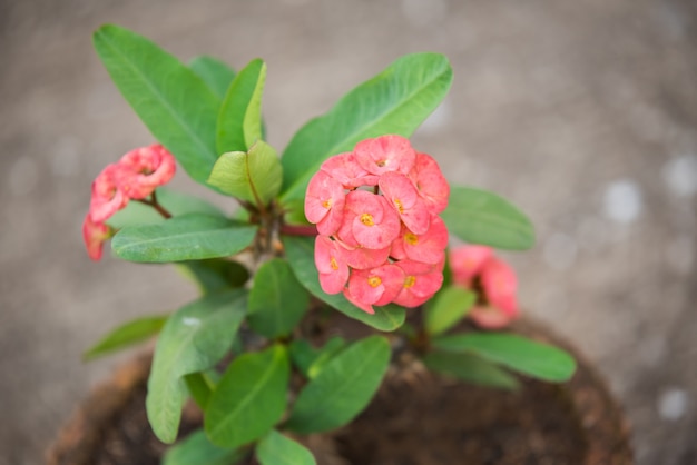 Rode kroon van doornen bloemen