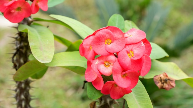 Rode kroon van doornen of Christus Thorn bloem in de tuin