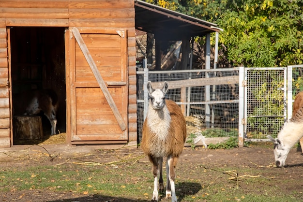 Rode lama in een volière eet gras