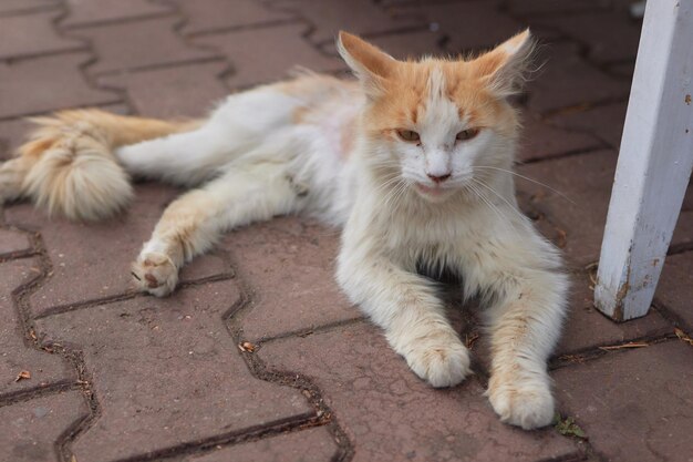 rode landkat die onder de tafel zit