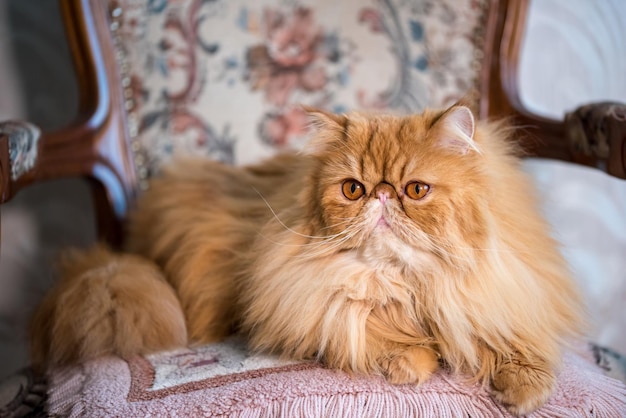 Foto rode langharige perzische exotische kat close-up