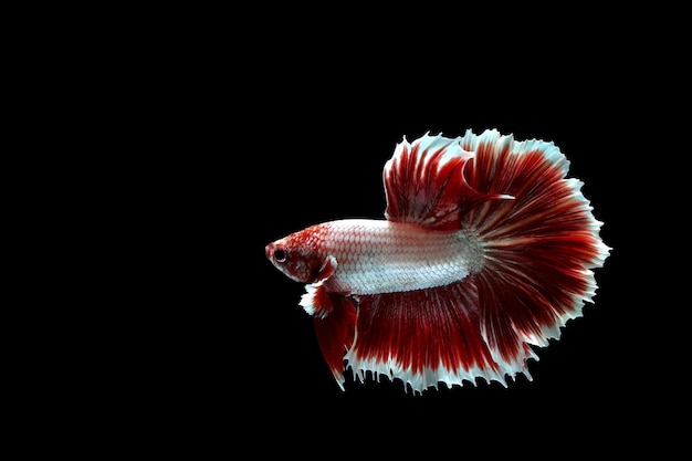 Rode lavendel halfmoon betta vis op zwarte achtergrond