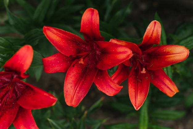 Rode lelie bloemen in de zomertuin