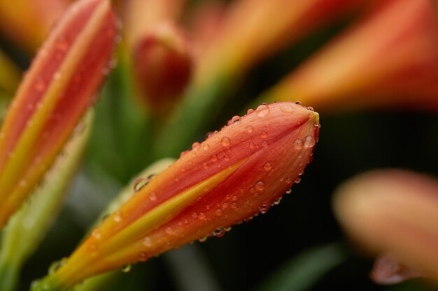 Rode lelie bloemen in druppels dauw close-up