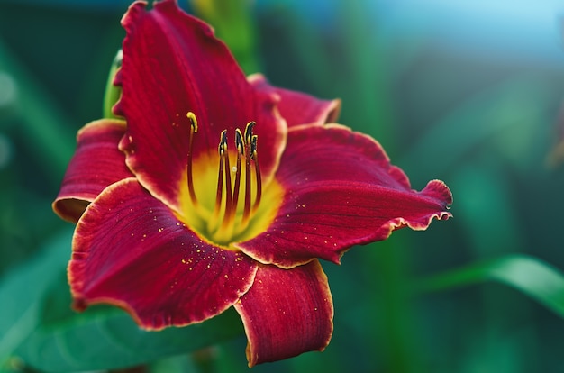 Rode leliebloem op een blauwe achtergrond