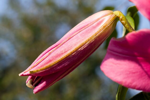 Rode lelies in de lente