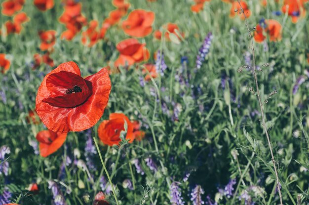 Rode lentepapaver