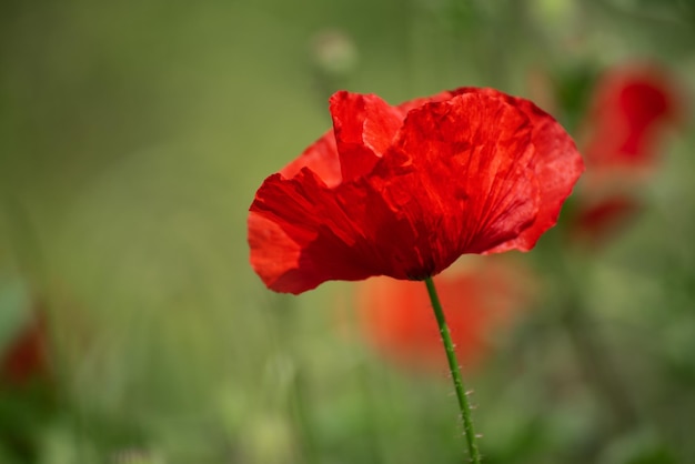 Rode lentepapaver