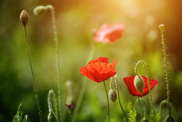 Rode lentepapaver