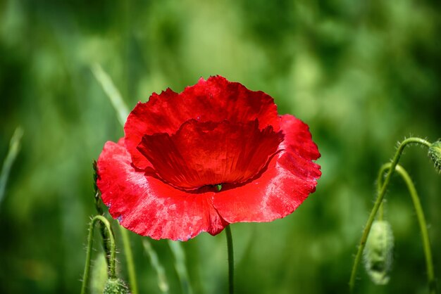 Rode lentepapaver