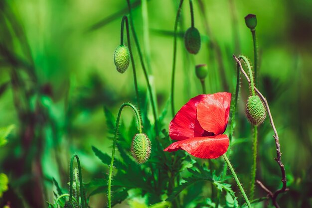 Foto rode lentepapaver