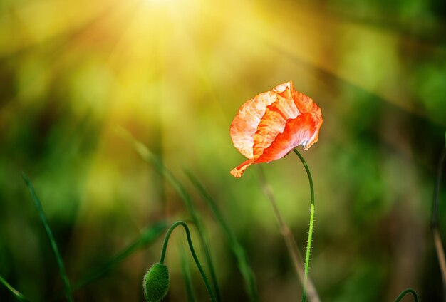 Rode lentepapaver