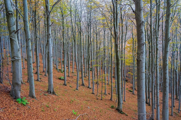 Foto rode levendige kleuren van de herfst in een beukenbos genaamd barbottina in ligurië, italië