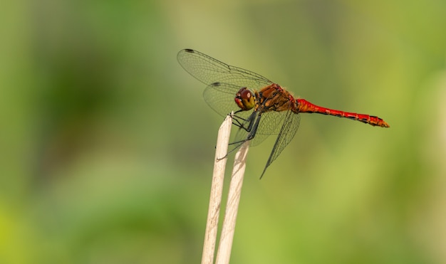 Rode libelzitting bovenop droge vegetatie, wilde insecten dierlijke macro