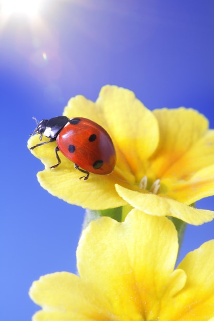 Rode lieveheersbeestje op gele bloem, lieveheersbeestje kruipt op de stengel van de plant in het voorjaar in de tuin in de zomer