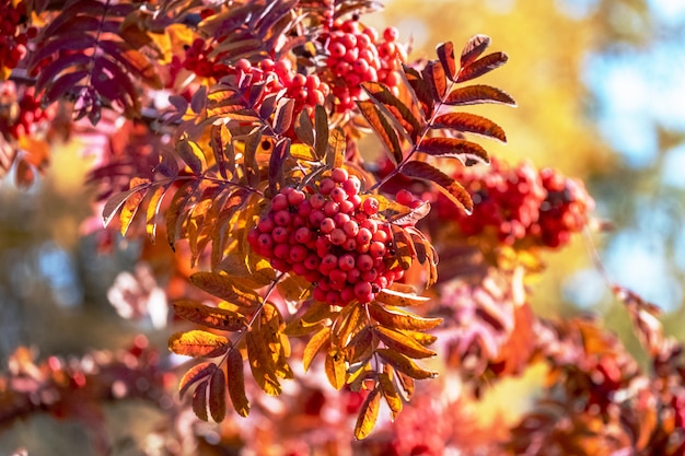 Rode lijsterbes groeit aan de boom in de herfst