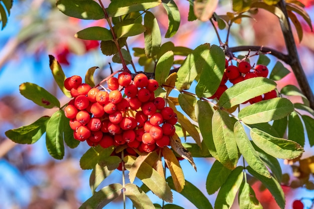 Rode lijsterbes groeit in de herfst aan de boom