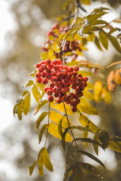 Rode lijsterbessen, gele bladeren herfst