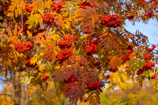 Rode lijsterbessen op een herfstboom Lijsterbessentakken met rode bladeren en bessen