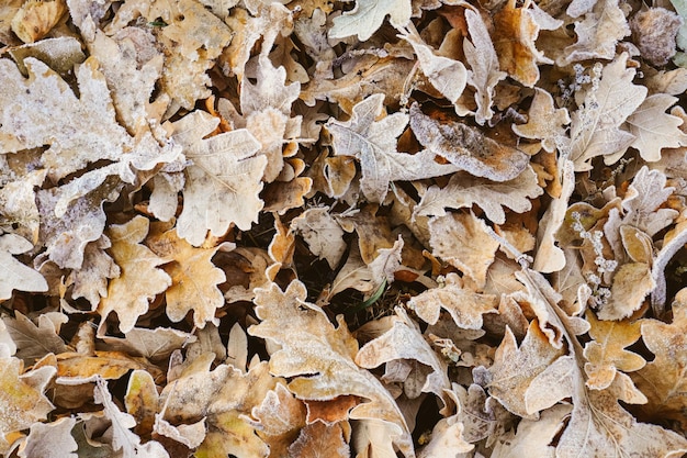 Rode loper van bevroren bladeren die de grond bedekken in de herfstgebladerte achtergrond