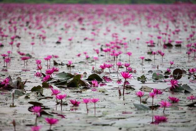 Rode Lotus meer ongezien in Udon Thani, Thailand