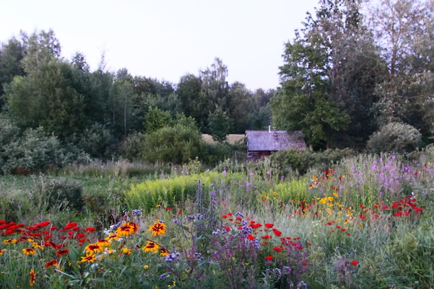 Rode lychnis bloemen in de zomertuin Silene chalcedonica Maltesecross scharlaken lychnis