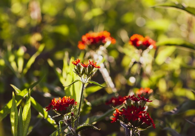 Rode lychnis planten