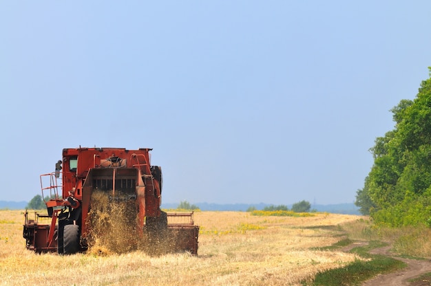 Rode maaidorser werken in een tarweveld op zonnige heldere zomerdag. agrarische natuurlijke achtergrond en behang