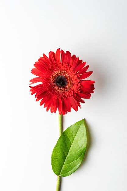 Rode madeliefjebloem met een blad op witte achtergrond.