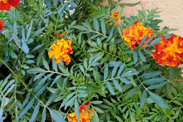 Rode madeliefjebloemen onder groene bladerenclose-up