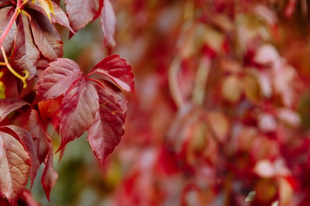 Rode maiden druiven vijfbladige herfst achtergrond