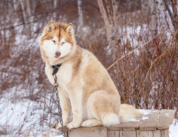 Rode Malamute in de kinderkamer voor honden in de winter