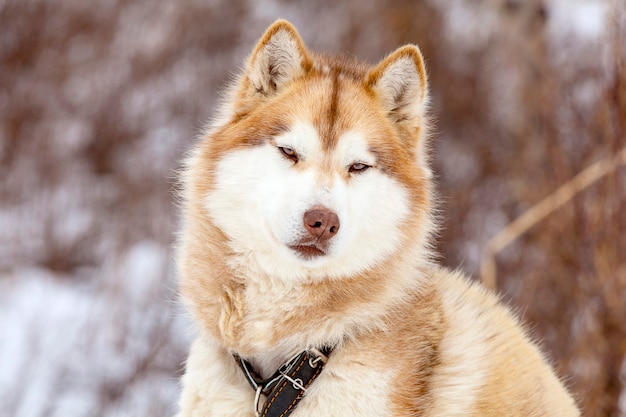 Rode malamute in de kinderkamer voor honden in de winter