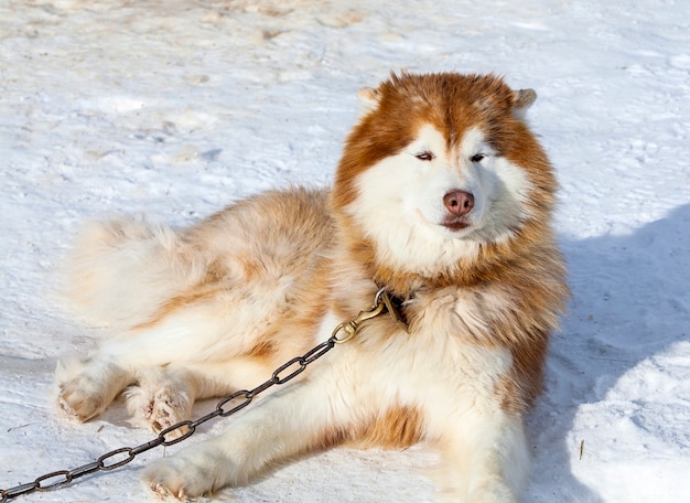 Rode Malamute in de kinderkamer voor honden in de winter