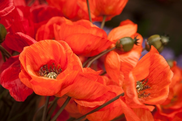 Rode Materiële Papavers Bloemen Achtergrond