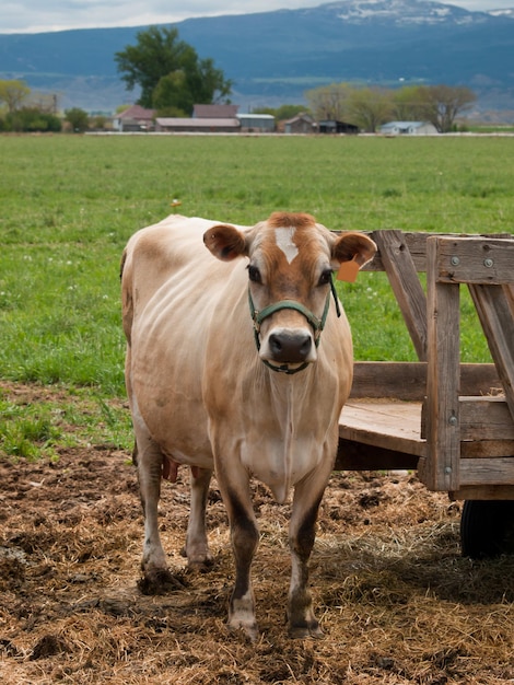 Rode melkkoe grazen op een weide in Montrose, Colorado.