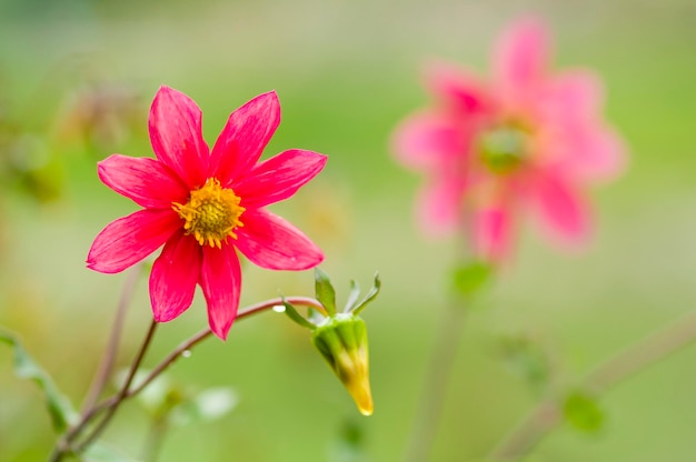 Rode Mexicaanse dahlia