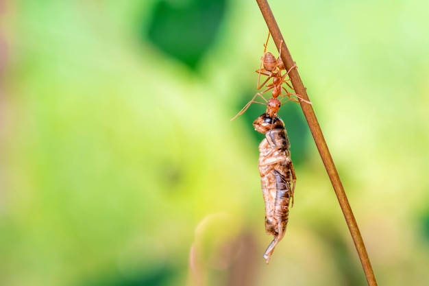 Rode mier actie helpt voor voedsel op de tak grote boom in de tuin tussen groene bladeren vervagen achtergrond selectieve oogfocus en zwarte achtergrondkleur macro