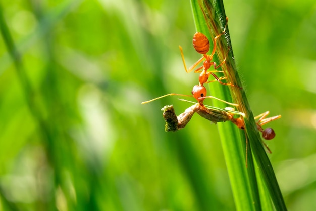 Rode mier actie helpt voor voedsel op de tak grote boom in de tuin tussen groene bladeren vervagen achtergrond selectieve oogfocus en zwarte achtergrondkleur macro