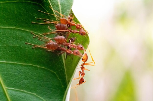 rode mier mier actie team werk voor het bouwen van een nestant op groen blad in de tuin tussen groene bladeren