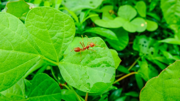 Rode mier op groene bladeren in regenende dag