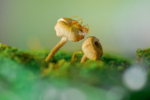 rode mier op paddestoel in tropische tuin paddestoel behang