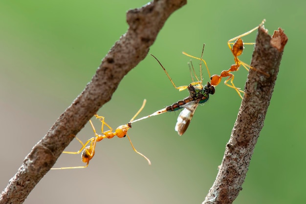 Foto rode mieren jagen op blad in tropische tuin