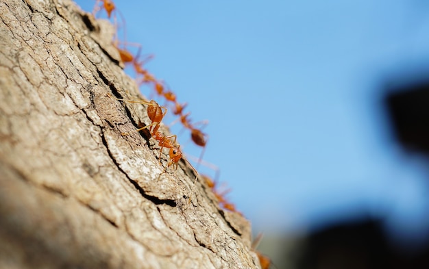 rode mieren lopen op bomen mierengedrag