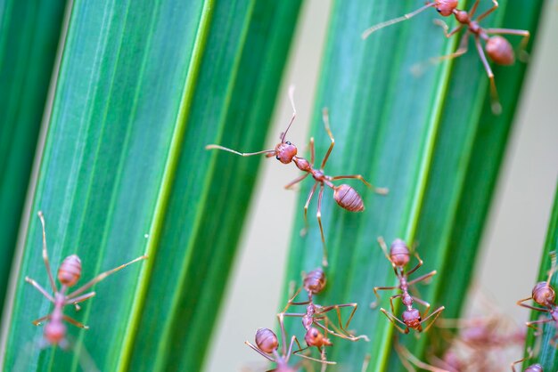 Rode mieren of vuurmieren op groene palmblad Thailand macro close-up