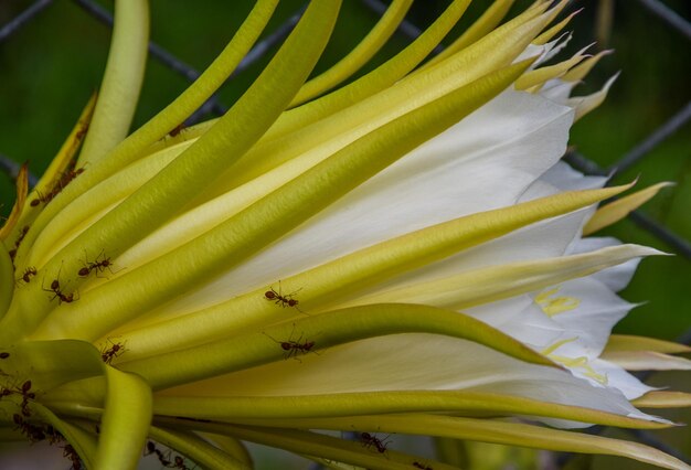 Rode mieren op bloemen - drakenvruchten