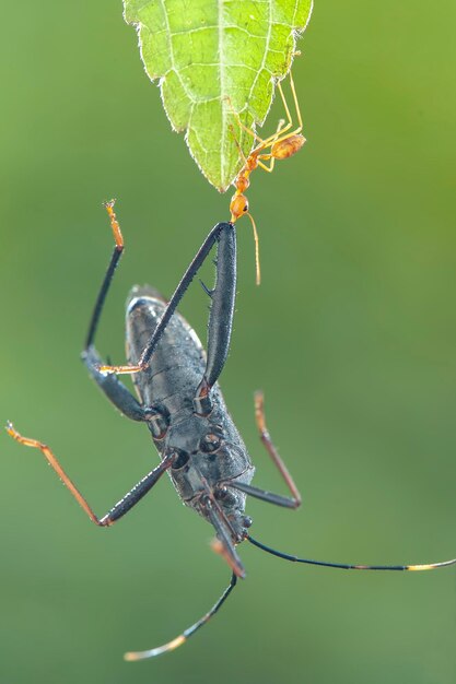 Foto rode mierenprooi op blad in tropische tuin